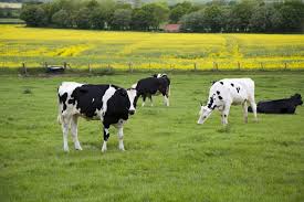 Image result for milk and cows