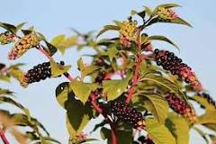 What color are poisonous berries?