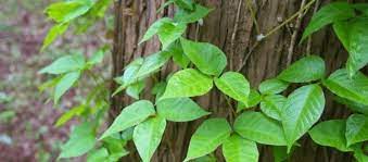how to get rid of poison ivy ivy tips