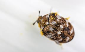 orange county carpet beetle infestation