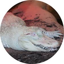 American Alligator (Albino) | African Safari Wildlife Park - Port Clinton,  OH