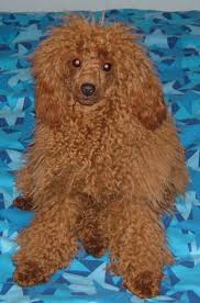 valley view dog breeders poodle pictures