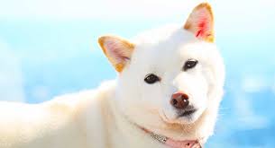 So firstly you are going to pick a name to consider pet proprietors, here we have narrow down your choices from 3000 korean puppy names. White Dog Names Amazing Name Ideas For Your New White Puppy