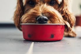 do dogs actually enjoy their food when