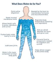 why water is important to human body