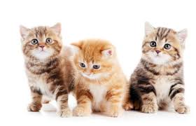 Kitten Growth Chart 6 Week Raising Happy Kittens
