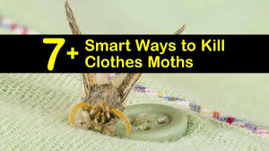 7 smart ways to kill clothes moths