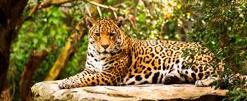 24th season first game played september 3, 1995. Why Did Coffee And Jaguars Become Friends In Latin America