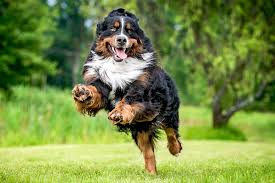 We did not find results for: Bernese Mountain Dog Breed Information Characteristics Daily Paws