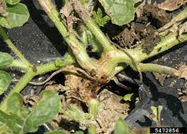 gummy stem blight disease