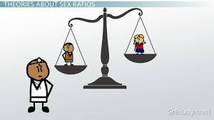 Sex Ratio Overview & Calculations | What is a Sex Ratio? - Video & Lesson  Transcript | Study.com