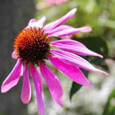 Find your planting zone with gilmour understanding the different plant hardiness zones gives you the ability to narrow down your gardening choices. Purple Coneflower Seeds Echinacea Ferry Morse Home Gardening 202 S Washington St Norton Ma 02766