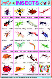 Insects In 2019 Hindi Language Learning Preschool Charts