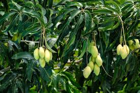 grow a mango tree