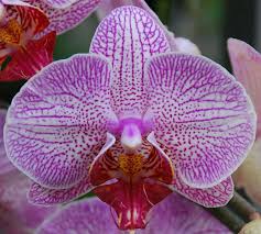 Орхидея Фаленопсис (мастер класс)