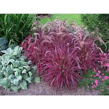 There are flowers that can be arranged to bloom throughout the seasons, and with only some basic care and maintenance from you. Monrovia 3 58 Gallon In Pot Fireworks Fountain Grass P18504 In The Perennials Department At Lowes Com