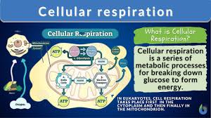 cellular respiration definition and