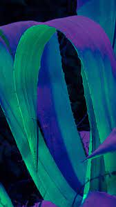 wa09-leaf-blue-purple-green-flower ...