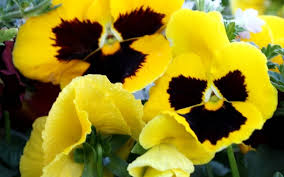 winter pansies early planting means