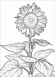 Gambar sketsa bunga mawar termasuk mudah untuk digambar, gambar sketsa ini dapat kamu selanjutnya koleksi gambar sketsa bunga tulip yang indah berwarna hitam putih untuk belajar mewarnai, gambar ini cocok untuk anak kecil belajar mewarnai melalui media sketsa kertas. Gambar Sketsa Bunga Yang Mudah Dibuat Dan Sederhana