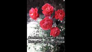 botanical name of rose you