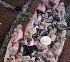shark teeth in myrtle beach