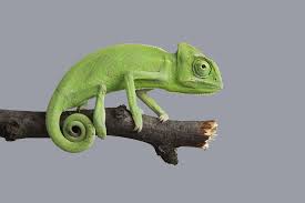 create a habitat for your chameleon