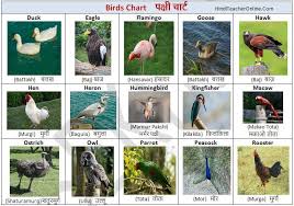 Hindi Charts For Kids Birds Hinditeacheronline Com