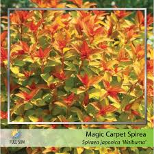 magic carpet spirea