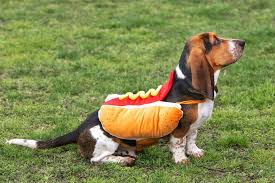 Whether you're a dog person or not, you will love these adorable free dog pictures! 35 Funny Dog Halloween Costumes Cute Dog Costume Ideas