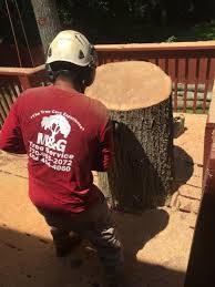 Defects in trees may require tree removal. Tree Service Lawrenceville Tree Trimming Service Lawrenceville Ga M G Tree Service