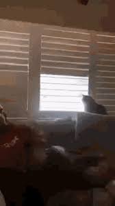 i just found the best cat gif ever