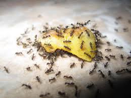 Why Ants Are Invading Your Home And