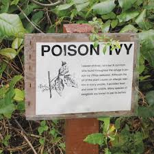 allergy to poison plants may decrease