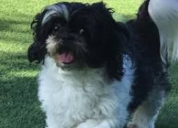Shee zoo by most, this adorable little fluffball is listed in the toy the personality of the shih tzu is that of a bright little ray of sunshine. Shih Tzu Puppies For Sale In Wisconsin Wi Purebred Shih Tzus Puppy Joy