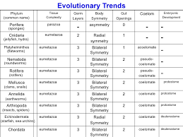 Faithful Invertebrate Phylums Chart Animal Phyla Chart