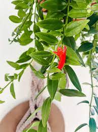 care guide for the lipstick plant