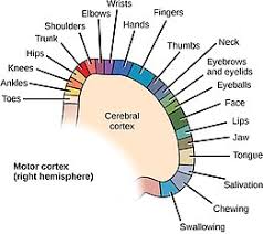 Medial longitudinal fissure medially (to the middle). Motor Cortex Wikipedia