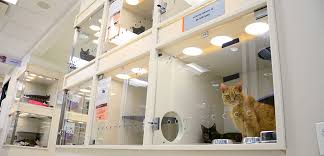If you live in new york city and are hoping to adopt from us, check out the cats available at our adoption center. Pet Statistics Shelter Intake And Surrender Aspca