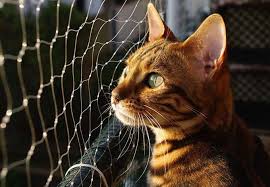 A fully grown bengal cat might weigh. Bengal Cat Prices In Australia 2021 Aussie Prices