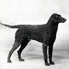 This sounds delightful, but does require patience and. Curly Coated Retriever Dog Breed Information