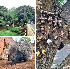 pune porcupine quills used for illegal