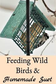 feeding wild birds and homemade suet