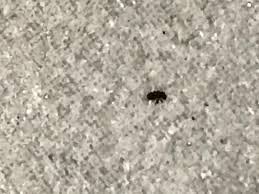 insecte noir 1mm vrillette ou