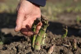 11 asparagus plant problems that can