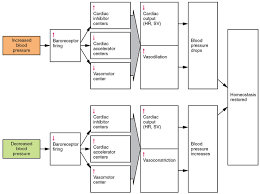 Control Of Blood Pressure Boundless Anatomy And Physiology