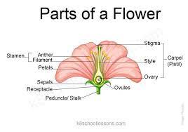 parts of a flower flower structure