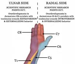Thumb Radial Fingers Correlate With Introvert