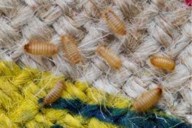 Gnaws the goods and damages them. Guest Article Carpet Beetles Carpet Beetle Larva All About Worms