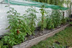 Tomatoes Soil Beds Or Pots Diary Of